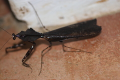 Deroplatys indica