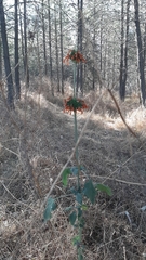 Leonotis nepetifolia