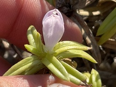 Hexasepalum angustifolium