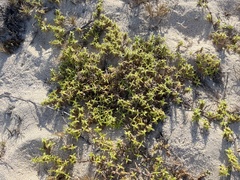 Hexasepalum angustifolium