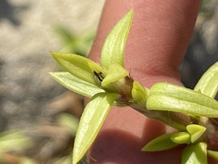 Hexasepalum angustifolium