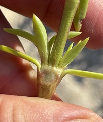 Hexasepalum angustifolium