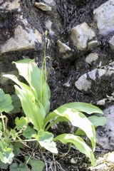 Erythronium taylorii