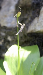 Erythronium taylorii