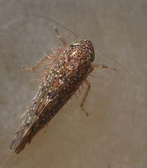 Portaninae