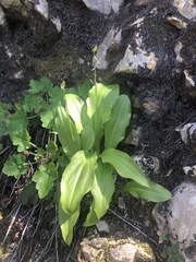 Erythronium taylorii