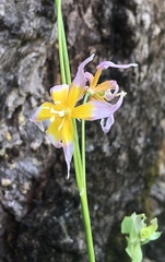 Erythronium taylorii