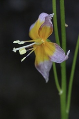 Erythronium taylorii
