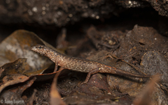 Saproscincus challengeri