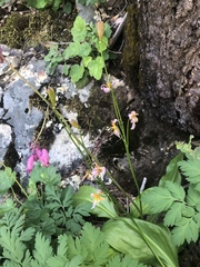 Erythronium taylorii