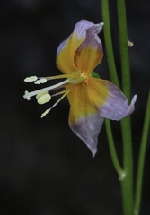 Erythronium taylorii