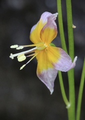 Erythronium taylorii