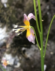 Erythronium taylorii