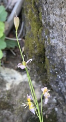 Erythronium taylorii