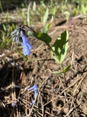 Mertensia longiflora