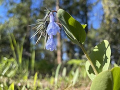 Mertensia longiflora