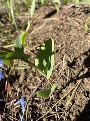 Mertensia longiflora
