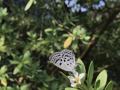 Luthrodes buruana