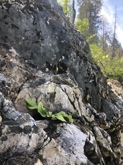Erythronium taylorii