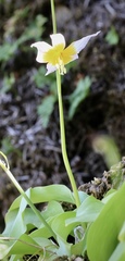 Erythronium taylorii