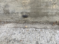 Armadillidium vulgare