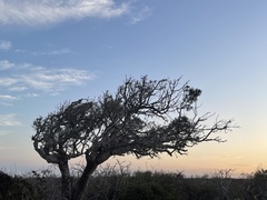 Forchhammeria watsonii