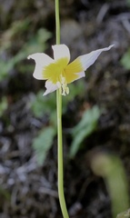 Erythronium taylorii