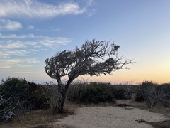 Forchhammeria watsonii