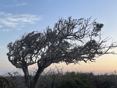 Forchhammeria watsonii