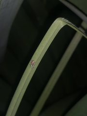 Araneomorphae