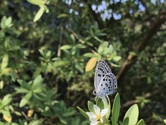 Luthrodes buruana