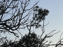 Forchhammeria watsonii