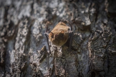 Pipistrellus