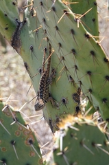 Sceloporus bimaculosus