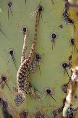 Sceloporus bimaculosus