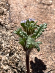 Phacelia affinis