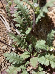 Phacelia affinis