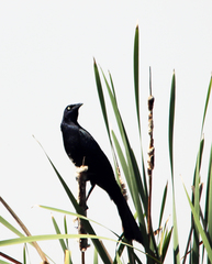 Quiscalus mexicanus