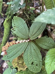 Bertolonieae