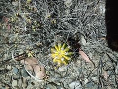 Echinopsis bridgesii