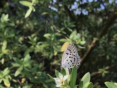 Luthrodes buruana