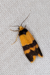 Stenoscaptia venusta