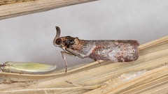 Calguia defiguralis