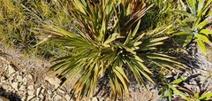 Aciphylla ferox