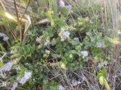 Veronica obtusata