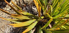 Aciphylla ferox