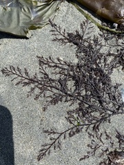 Odonthalia