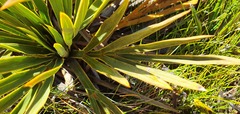 Aciphylla ferox