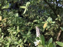 Luthrodes buruana