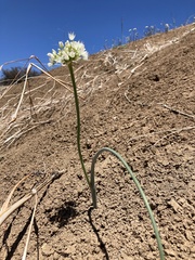 Allium howellii clokeyi
